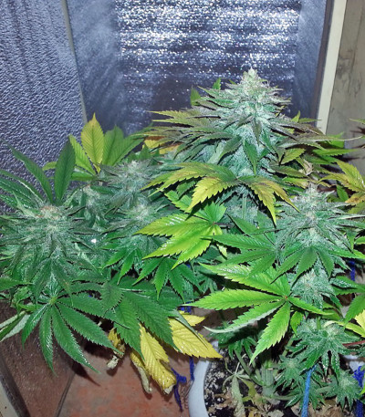 White Magic fem семена конопли