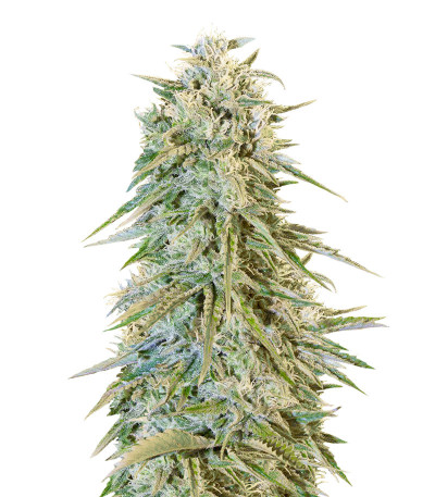 Blue Fire fem (Humboldt Seeds) семена конопли