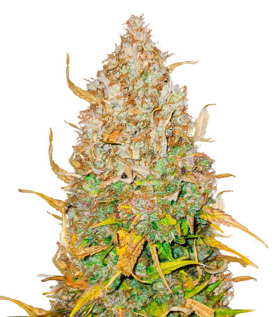 GMO Auto fem (Barney's Farm) семена конопли