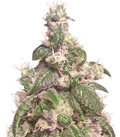 Семена Acapulco Gold шишки