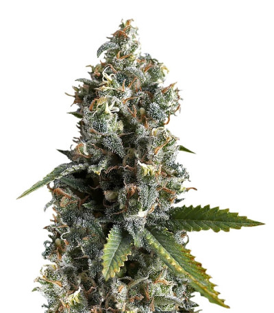 Ak 74 fem (Trikoma Seeds) семена конопли