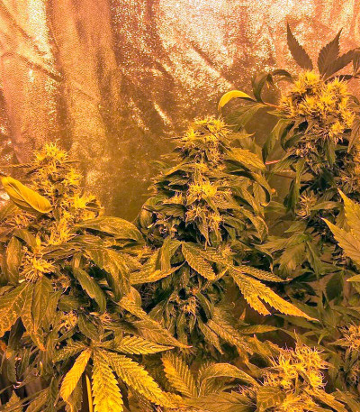 Goldmine fem семена конопли