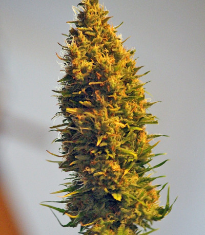 K.O. Kush fem семена конопли