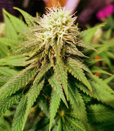 Lavanda Cream fem (Kalashnikov Seeds) семена конопли