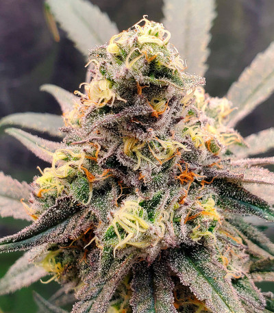 Lilac Cookies Bx2 reg (Ethos Genetics) семена конопли