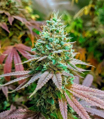 Notorious THC fem (Humboldt Seed Company) семена конопли