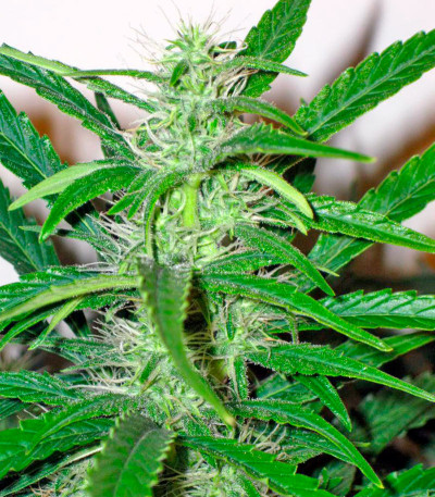 Colombian Gold Ryder Auto fem (Sweet Coffee Ryder auto) семена конопли