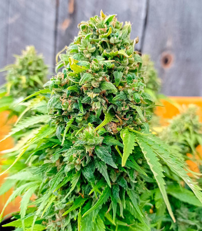 Auto Chocolate Kush fem (00 Seeds) семена конопли