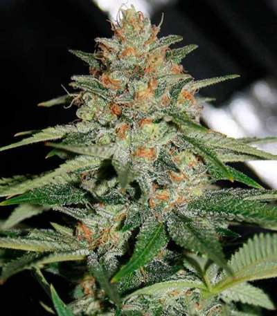 Шишки Delicious Candy Early Version