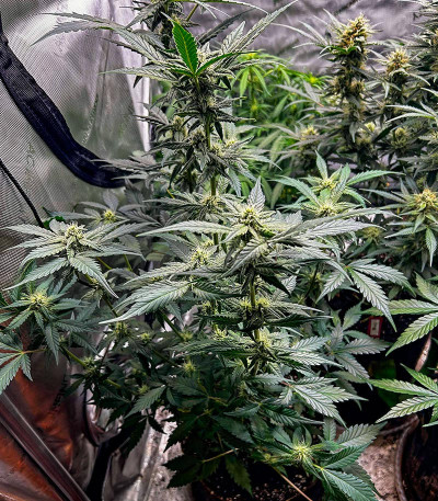 Guava Auto fem (FastBuds Seeds) семена конопли
