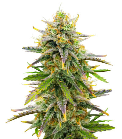 Sour Diesel Autoflower fem (Seedkeepers) семена конопли