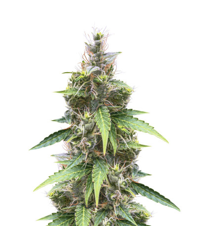Auto White Widow fem (Dutch Passion) семена конопли