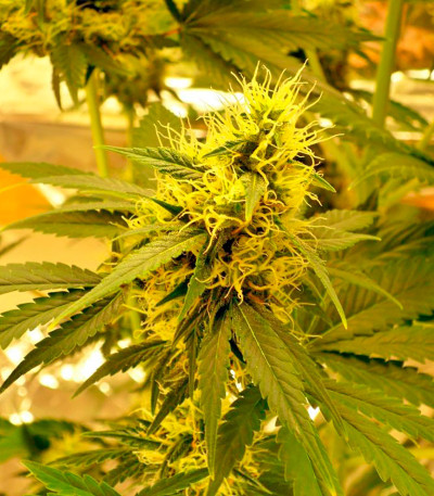 BCN Diesel Max Auto fem семена конопли