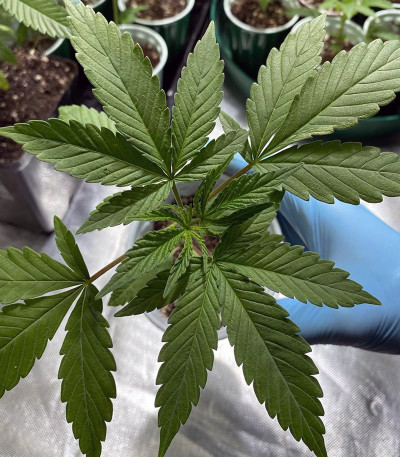 Chocobang fem (Delicious Seeds) семена конопли