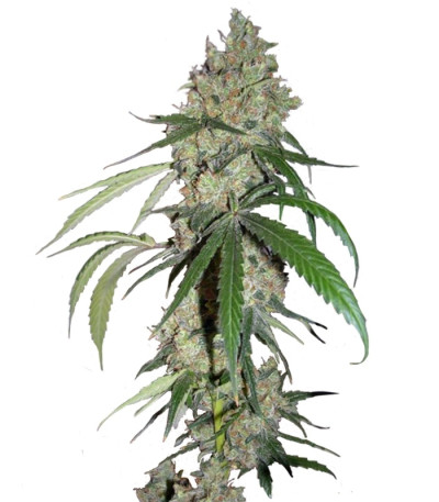 Chocolope fem (DNA Genetics) семена конопли