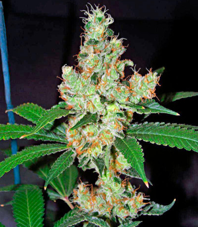 Diesel fem (Dinafem Seeds) семена конопли