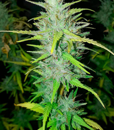 Glue Kripple fem (Dr. Krippling Seeds) семена конопли