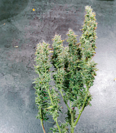 LSD Auto fem (Barney's Farm) семена конопли