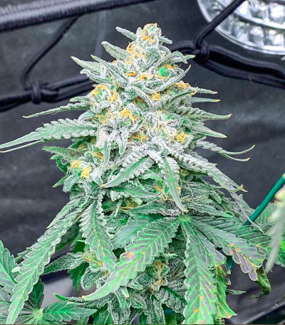 Moscow Blueberry Auto (Kalashnikov Seeds) семена конопли
