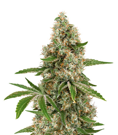 OG Kush fem (Anaconda Seeds ) семена конопли