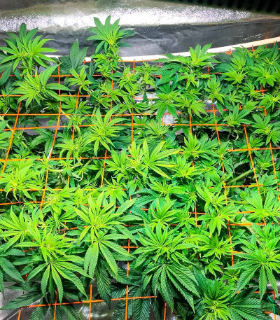 San Bacio Burger fem (Advanced Seeds) семена конопли