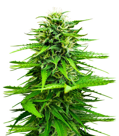 Семена конопли сорта Snow Star Auto