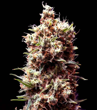 Tropicana Cookies Auto fem ( Cali Buds Seeds) семена конопли