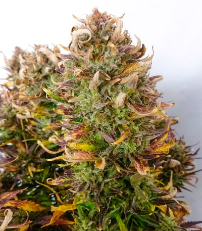 Apple Strudel Auto fem (FastBuds) семена конопли