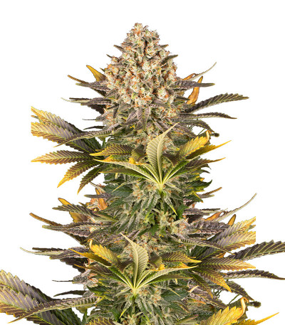 Banana Punch fem (Barney's Farm) семена конопли