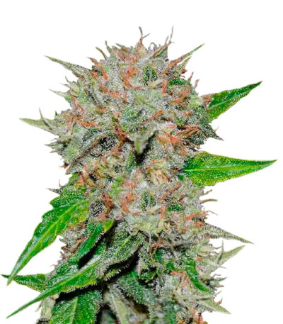 Deep Mandarine CBD fem (Delicious Seeds) семена конопли