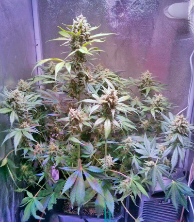 O.G. Kush fem (Royal Queen Seeds) семена конопли