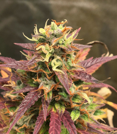 Auto Lemon Kix fem (Dutch Passion) семена конопли