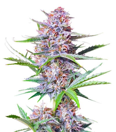 Bruce Banner Autoflower fem (Seedkeepers) семена конопли