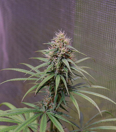 CBD Compassion fem (Dutch Passion) семена каннабиса