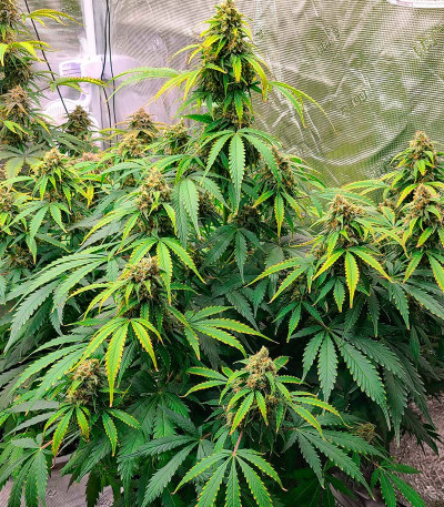 Grandmommy Purple Auto fem (Herbies Seeds) семена конопли