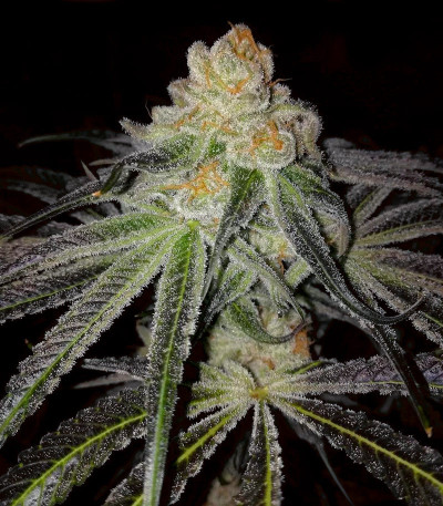 Holy Punch fem (Green House Seeds) семена конопли