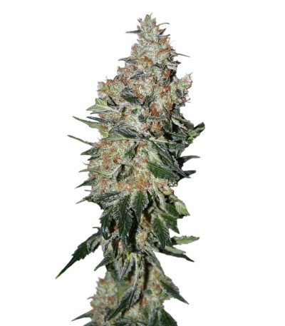 NYC Diesel fem (Sweet Seeds) семена конопли