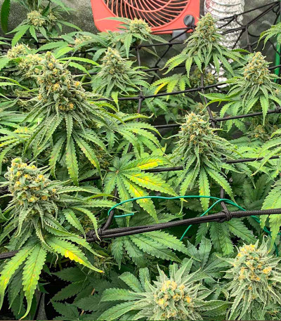 Moscow Blueberry Auto (Kalashnikov Seeds) семена конопли