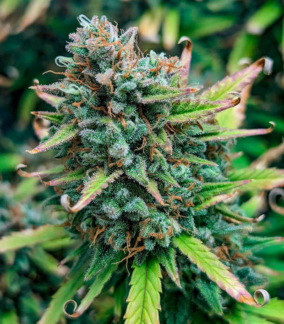 Pound Cake Auto fem (FastBuds) семена конопли