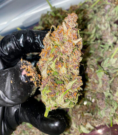 Purple Punch F1 fem (Seedkeepers) семена конопли