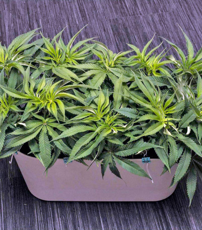 Sweet Soma fem (00 Seeds) семена конопли