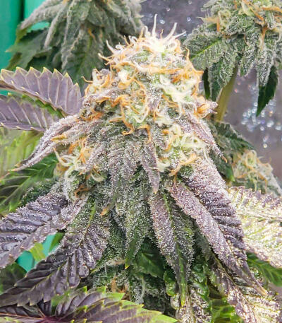 Watermelon Zkittlez Fast Version fem (Easy Grow Seeds) семена конопли