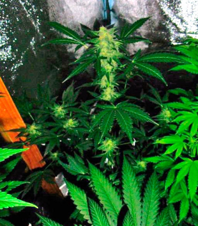 Auto Ak fem (Bulk Seed Bank) семена конопли