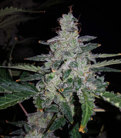 Auto Anesthesia fem (Pyramid Seeds) семена конопли