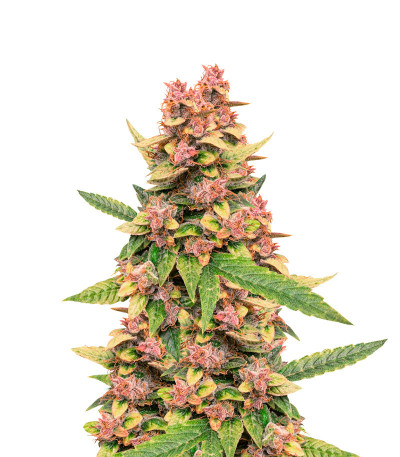 Auto Banana Blaze (Dutch Passion) семена конопли