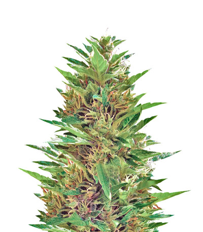 Blueberry Bliss Auto Fem (Vision Seeds) семена конопли