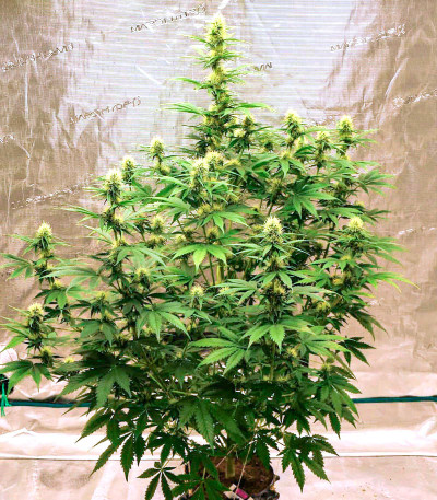 Bruce Banner Auto fem (Cali Buds Seeds) семена конопли
