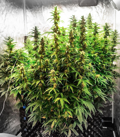 Bruce Banner fem (Cali Buds Seeds) семена конопли