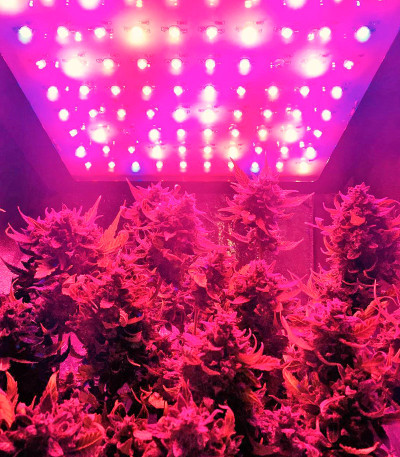 Bubblelicious Automatic fem (Nirvana Seeds) семена конопли