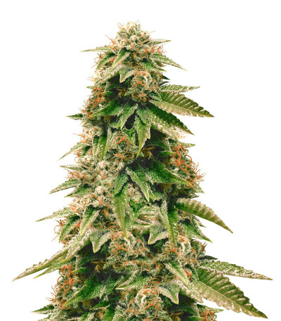 Gorilla Breath fem (Humboldt Seeds) семена конопли